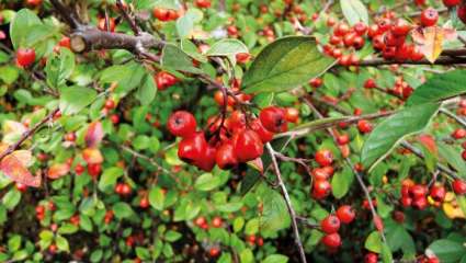 Cotoneaster franchetii