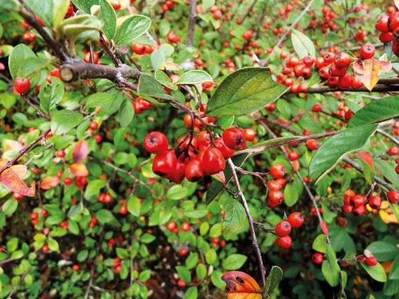 Cotoneaster franchetii