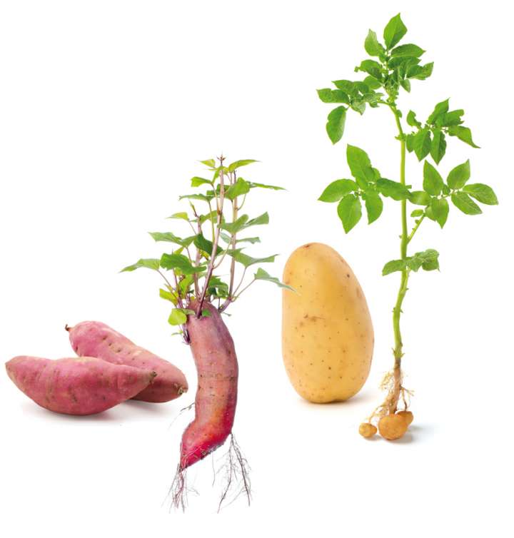 Patates douces et pommes de terre