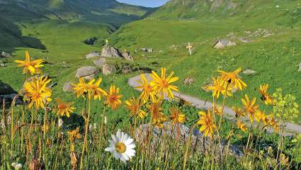 L'arnica bientôt domestiquée ?