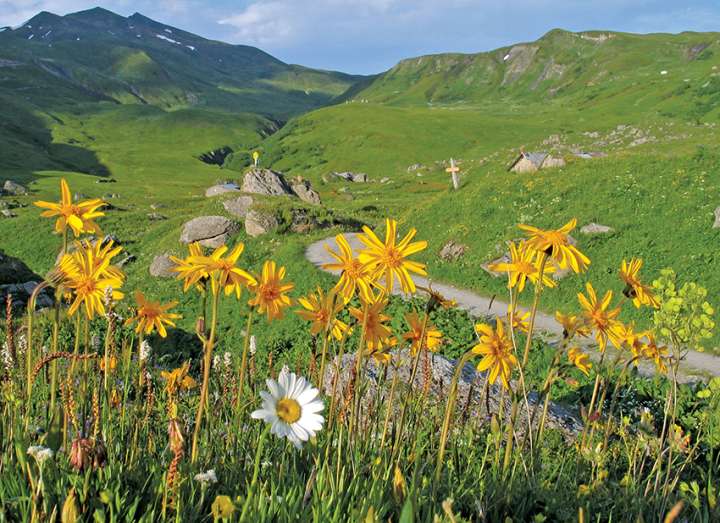 L'arnica bientôt domestiquée ?