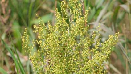 Artemesia annua