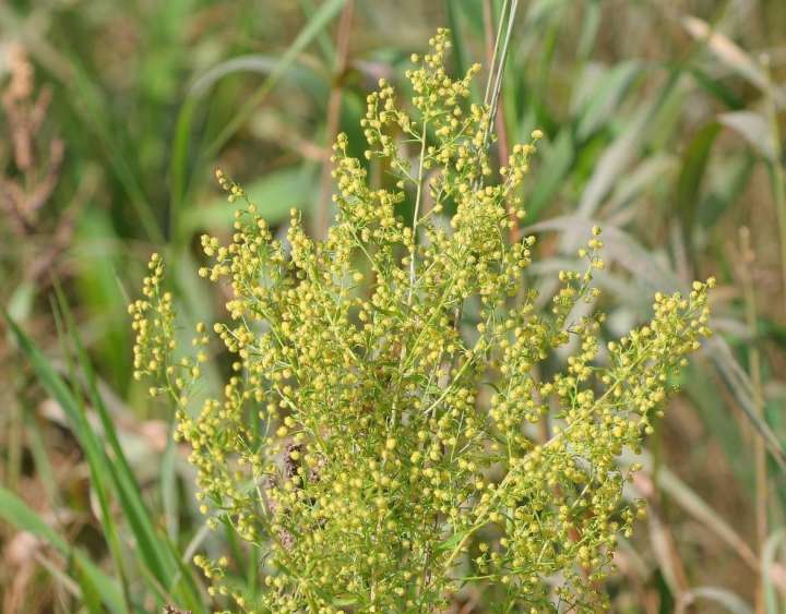 Artemesia annua