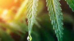 Du cannabis contre les douleurs cancéreuses