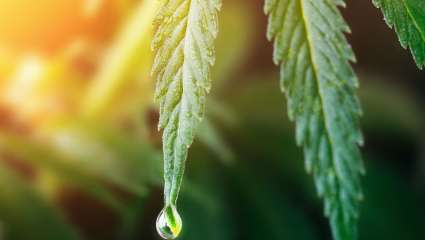 Huile essentielle de cannabis