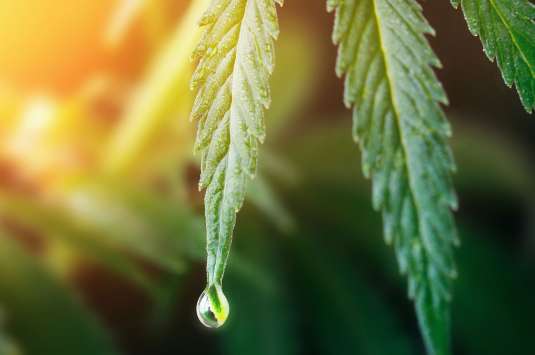 Huile essentielle de cannabis