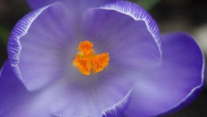 Safran (Crocus sativus)