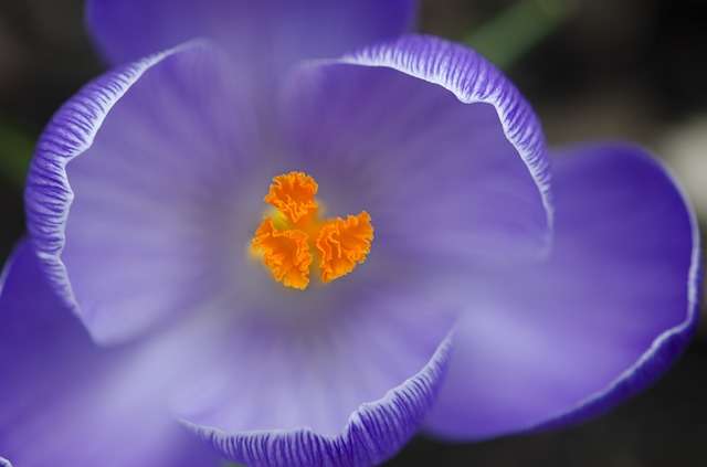 Safran (Crocus sativus)