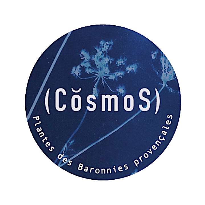 Cosmos plantes