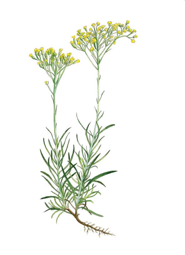 Immortelle d'Italie (helichrysum italicum)