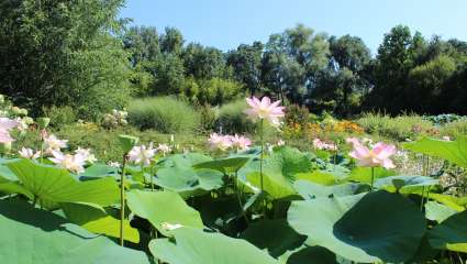 Jardin des Martels