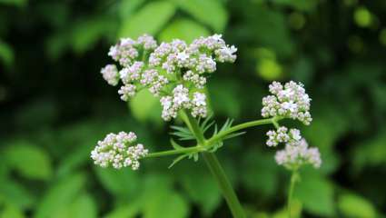 Valériane (Valeriana officinalis)