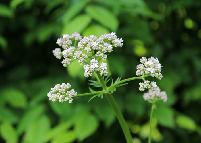 Valériane (Valeriana officinalis)