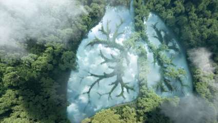 Consommer sans détruire les forêts