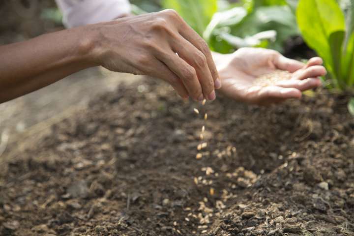 Semis de plantes médicinales