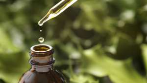 L'huile essentielle de saro protège des infections hivernales