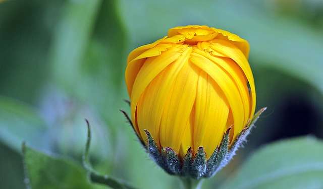 Calendula