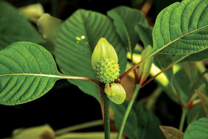 Le kratom, antidouleurs dédouané de tout soupçons