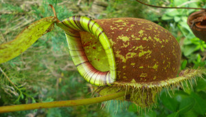 Nepenthes