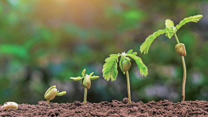 De la graine à la plante, 48 h pour survivre