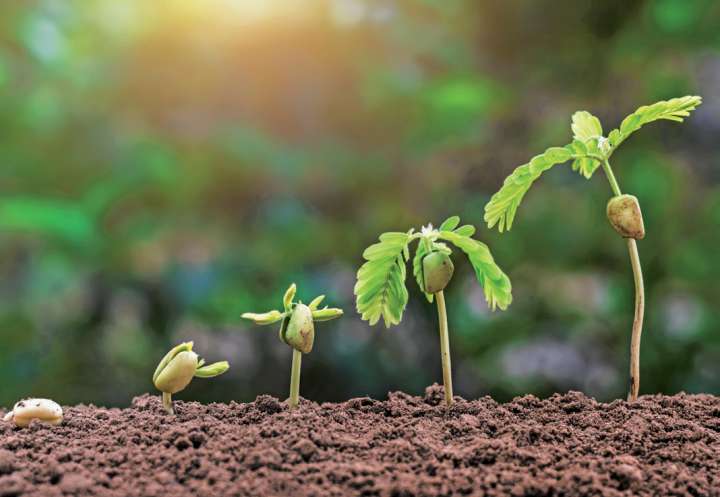 De la graine à la plante, 48 h pour survivre