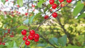 Cerises de Montmorency