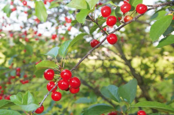 Cerises de Montmorency