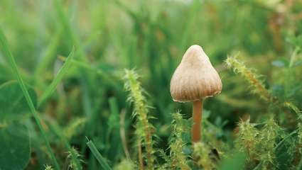 Psilocybe semilanceata