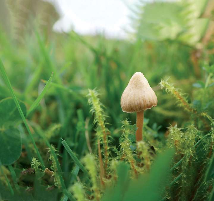 Psilocybe semilanceata