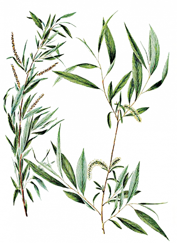 Willow (Salix Vitellina)