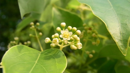 Cinnamomum camphora