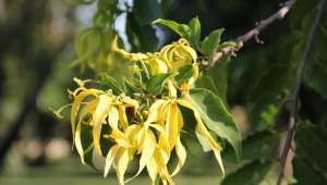 Ylang-Ylang