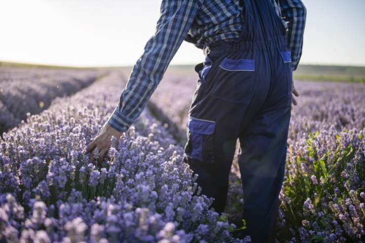 L'huile essentielle de lavande est-elle un perturbateur endocrinien ?