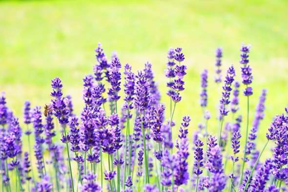 Lavande (lavandula)