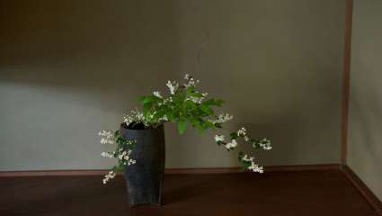 Le hanakaï, une cérémonie  de contemplation des fleurs