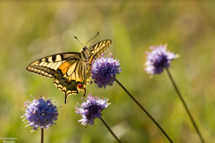 Papilionidae