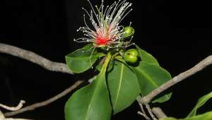 Planchonia careya flower