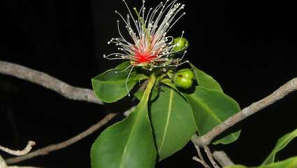 Planchonia careya flower