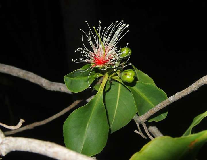 Planchonia careya flower