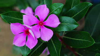 Catharanthus roseus