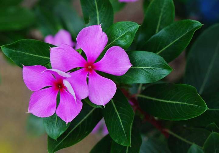 Catharanthus roseus