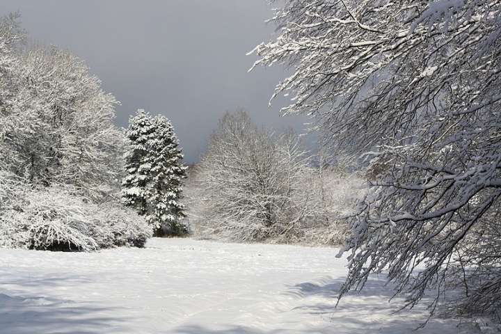 Forêt de la Haye