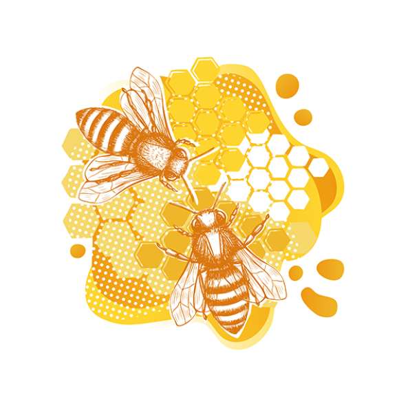 Guérison des plaies : le miel est un excellent remède naturel - Anidev