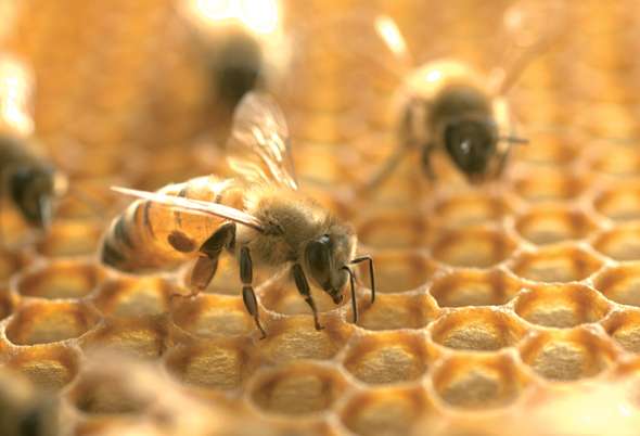 Les phéromones des abeilles pour réduire l'inflammation