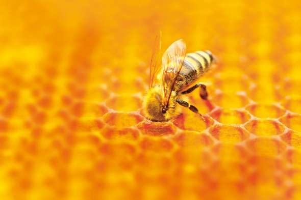 La gelée royale : le nectar de la ruche