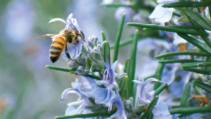 La propolis, alliée méconnue des traitements anticancer