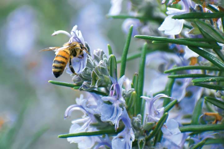 La propolis, alliée méconnue des traitements anticancer