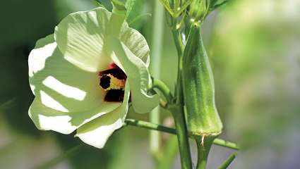 Okra (ou gombo, Abelmoschus esculentus) prometteur contre le diabète