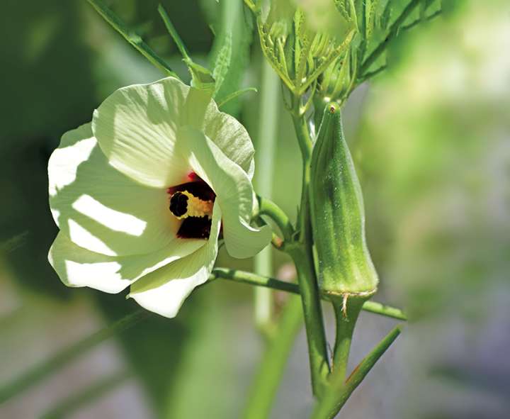 Okra (ou gombo, Abelmoschus esculentus) prometteur contre le diabète