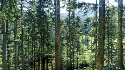 Les vertus comestibles du sapin blanc